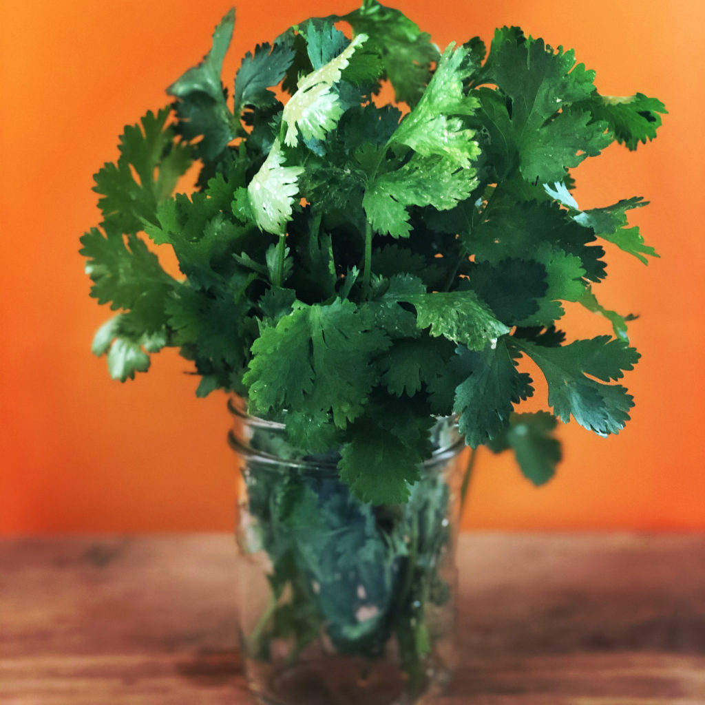 Magical Green Cilantro